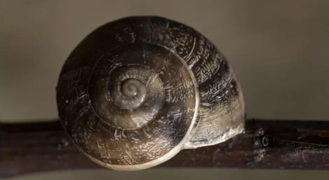 မျိုးသုဉ်း