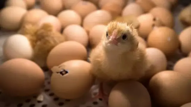 ጫጩት ምስ እንቋቑሖ