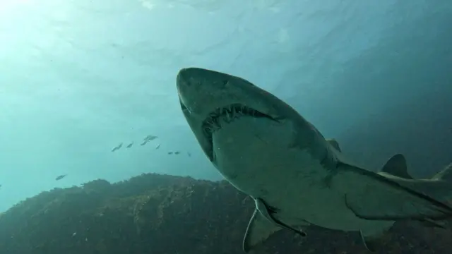 షార్క్ దాడి, ఆస్ట్రేలియా