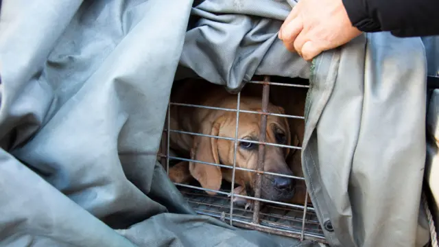 တောင်ကိုရီးယားမှာ ခွေးအသားဆိုင်ရာမူဝါဒကို ကန့်ကွက်ဖို့ ကိုရီးယားခွေးအသားဆိုင်ရာအဖွဲ့ဝင်တွေ စုဝေးနေချိန် အတူမြင်တွေ့ရတဲ့ လှောင်အိမ်ထဲက ခွေးတစ်ကောင်