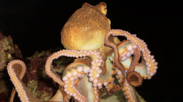 밤에 수영 중인 문어