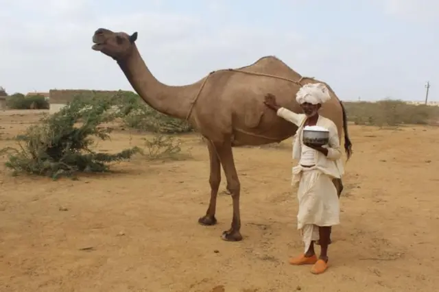 ஒட்டகப் பால், வெள்ளை தங்கம்