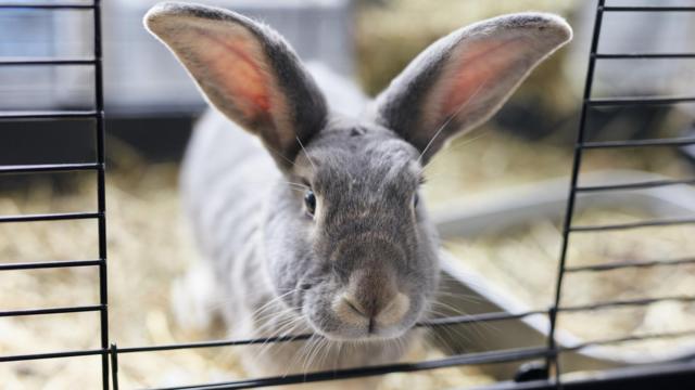 Spca discount rabbit care