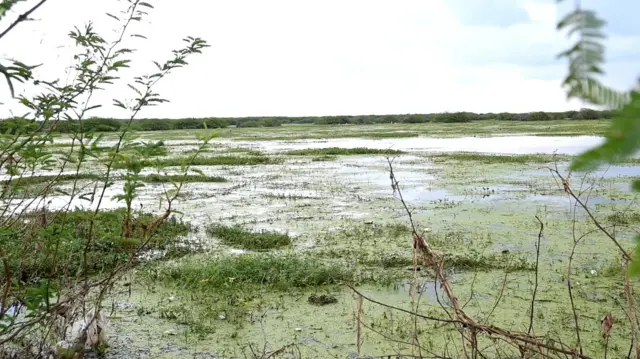 గుర్రపు డెక్క, ఇతర వ్యర్ధాలతో కొల్లేరు