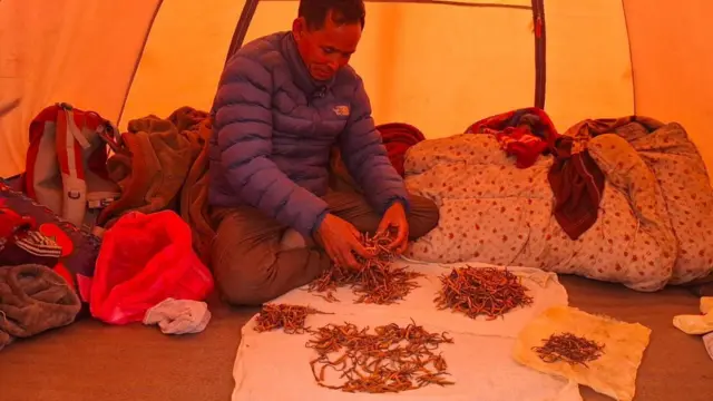 तीन दशकदेखि यार्सागुम्बा सङ्कलन, विक्री वितरण र अनुसन्धान गर्दै आएका डोल्पा ठूलीभेरी नगरपालिका लाहारका बिष्णुबहादुर रोकाया र उनले सङ्कलन गरेको यार्सागुम्बा