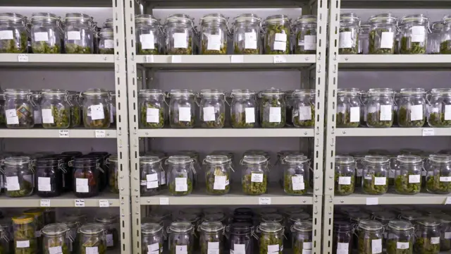 Panumas Sanguanwong/Thai News Pix