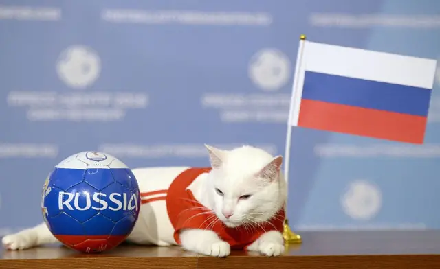 Achille the cat, one of the State Hermitage Museum mice hunters, poses for a photo with Russia national flag during a ceremony in Saint Petersburg, on June 13, 2018 after predicting the result of the first 2018 FIFA World Cup football match between Russia and Saudi Arabia, in Saint Petersburg. Achille, a white and deaf cat, was chosen on March 12, 2018 as the official "animal oracle" for the FIFA World Cup (June 14 to July 15, 2018). (Photo by OLGA MALTSEVA / AFP via Getty Images)