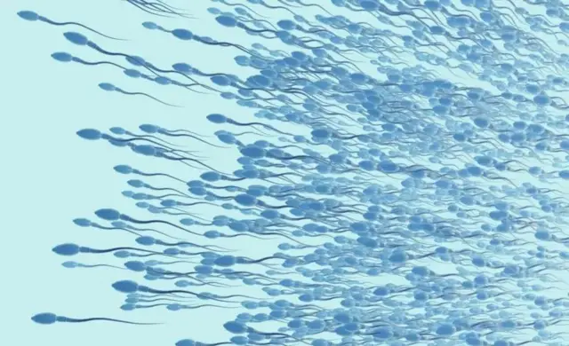 "Ejaculation, masturbation, or sleep will eventually release semen." "ශුක්රාණු පිටවීම, ස්වයං වින්දනය හෝ නින්ද අවසානයේ ශුක්රාණු මුදා හැරීම සිදුකරනු ඇත."