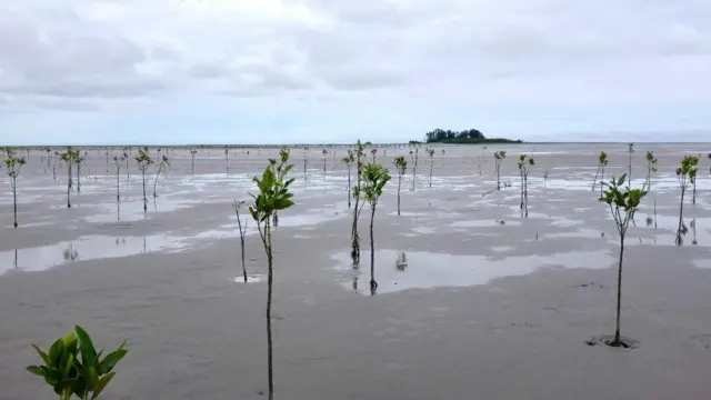 Papua, freeport