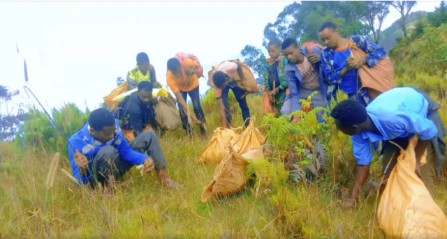 የየም ብሔረሰብ አባላት ለመድኃኒትንት የሚውሉ ስራስር እና ቅጠላ ቅጠሎችን ከተራራ ላይ ሲሰበስቡ 
