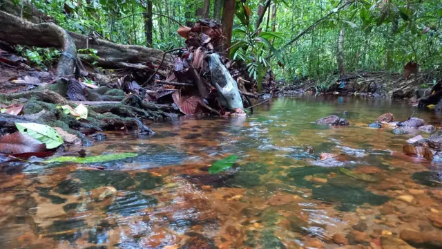 මුහුදුබඩ ප්රධාන නගරයක් ආසන්නයේ පිහිටා ඇති සුවිශේෂී නිවර්තන තෙත් කලාපීය වැසි වනාන්තරයක් සොයා අපි ගාල්ල කොට්ටව වෙත ගියෙමු.