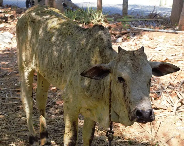 தமிழ்நாட்டில் மாடுகளுக்கு பரவும் பெரியம்மை நோய் மனிதர்களுக்கும் பரவமா?