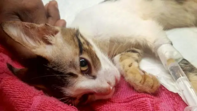 ਬਿੱਲੀ ਦੇ ਬੱਚੇ