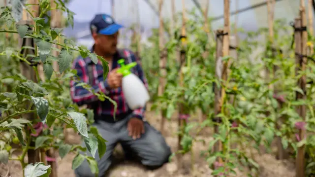 Foto arsip seorang petani menyemprot tanaman di sebuah rumah kaca.
Hak Cipta Getty Images