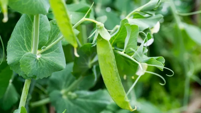 Стручок гороха на ветке