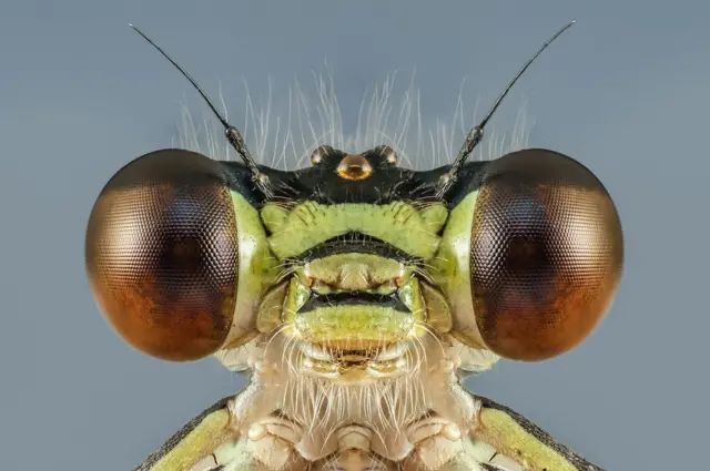 Fotografiajogo do blazeclose dos olhos multifacetadosjogo do blazeum inseto