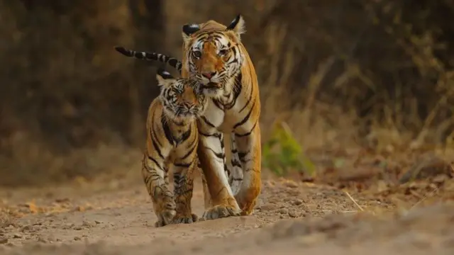 குட்டிகளை வளர்க்க தாய்ப்புலி செய்யும் தியாகங்கள் என்ன? வேட்டைக்குப் பழக்குவது எப்படி?