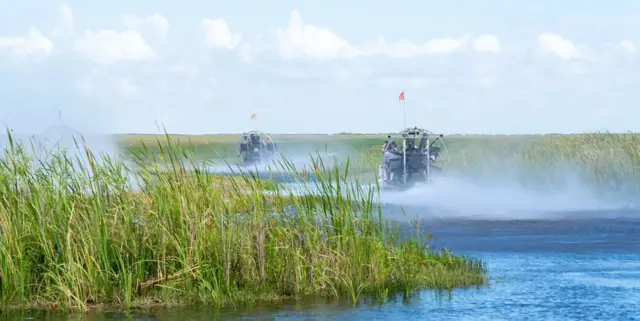 جنوبی فلوریڈا، پائتھن، اژدھے