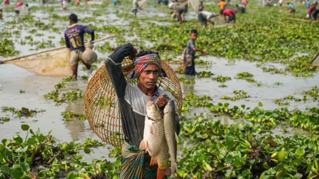 জাতিসংঘের খাদ্য ও কৃষি সংস্থার হিসেবে বাংলাদেশ বিশ্বের শীর্ষ মাছ উৎপাদনকারী দেশগুলোর একটি 