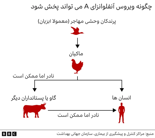 دیاگرام روند انتقال آنفلونزای مرغی به انسان