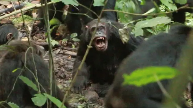 Un chimpancé macho siendo atacado por otros chimpancés machos adultos de un grupo en 2019.