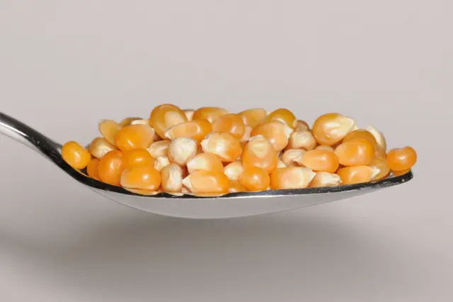 Une cuillérée de grains de maïs doux