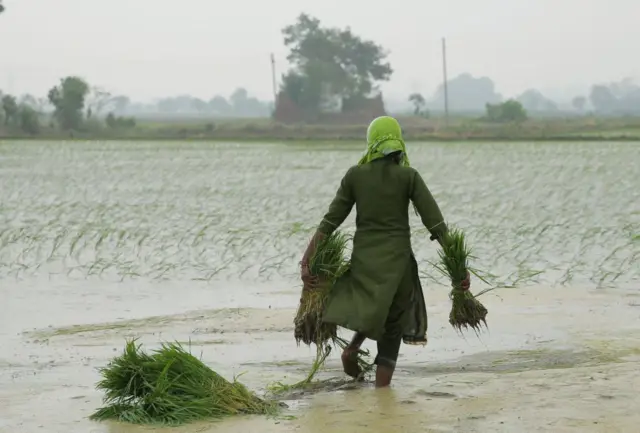 ਸੰਕੇਤਕ ਤਸਵੀਰ