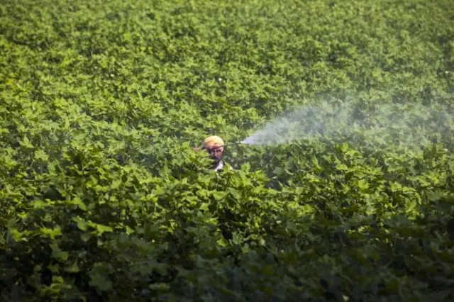 ਖੇਤੀਬਾੜੀ