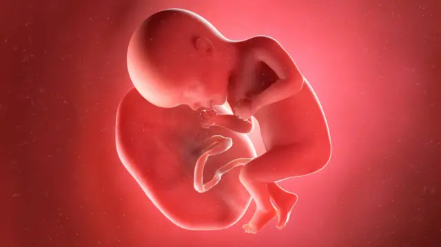 A computer illustration show a 27-week-old foetus wey dey linked to a placenta by an umbilical cord.