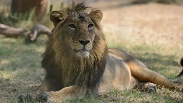 સિંહ ગીર ગુજરાત