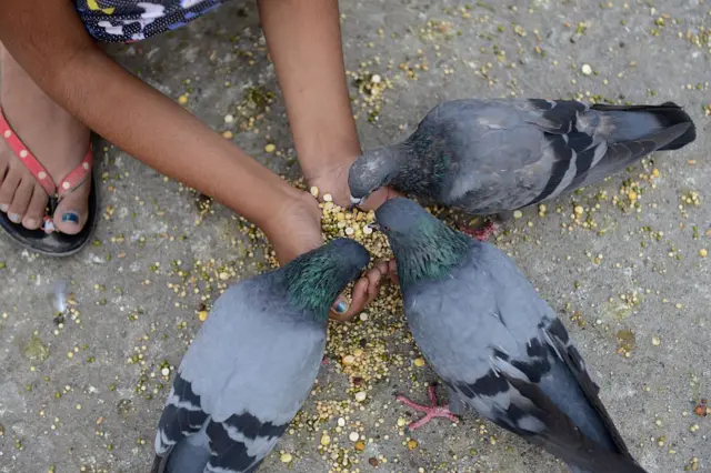 બીબીસી ગુજરાતી કબૂતર દાણા કબૂતરખાના એચપી ફાઈબ્રોસિસ હાઈપરસેન્સિટિવ ન્યુમોનાઈટિસ એલર્જી બીમારી