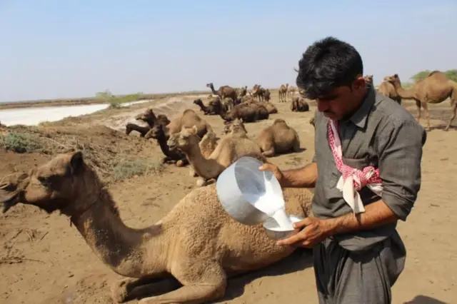 ஒட்டகப் பால், வெள்ளை தங்கம்