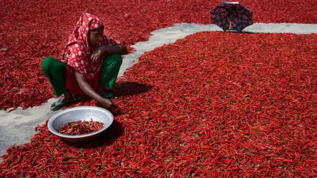 শুকনা মরিচ