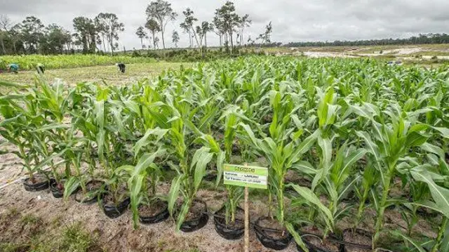 Sebuah plang bertuliskan jagung tersebut merupakan varietas lamuru atau jagung komposit yang ditanam pada 26 Oktober 2023.