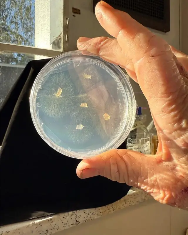 Пророше насіння в пластиковому контейнері