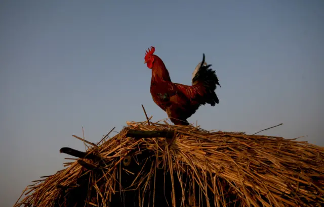 கடக்நாத் கோழி vs நாட்டுக் கோழி