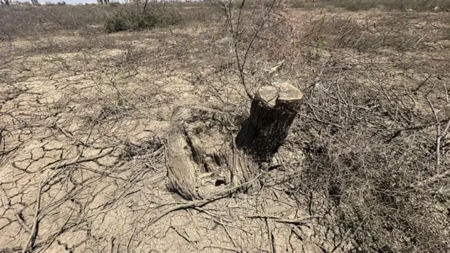 جذع شجرة مقطوعة في إحدى الغابات