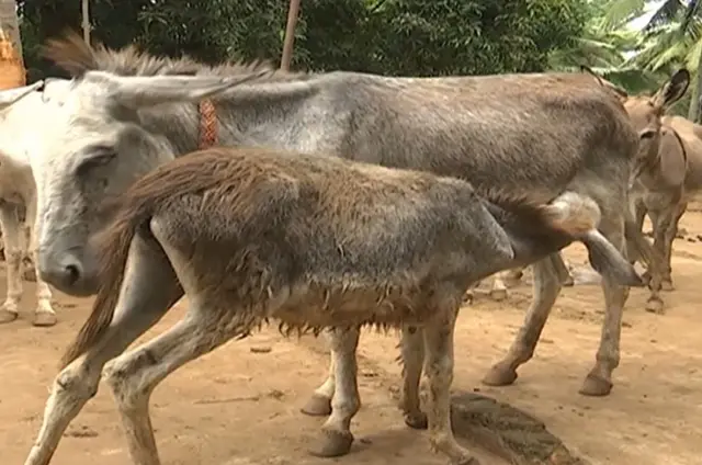 கழுதை பால் பண்ணை