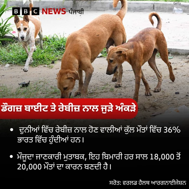 ਆਵਾਰਾ ਕੁੱਤੇ