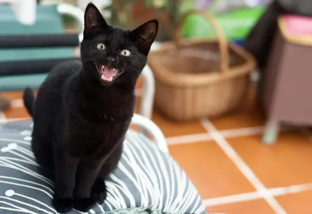 Gato preto miando em cima de um sofá