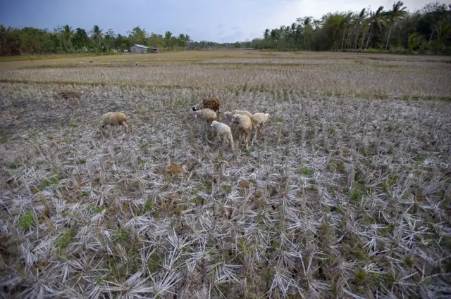 Kambing memakan sawah kering dan tanah retak di desa Ketangi di Purworejo, Jawa Tengah, Indonesia pada 23 Agustus 2023.