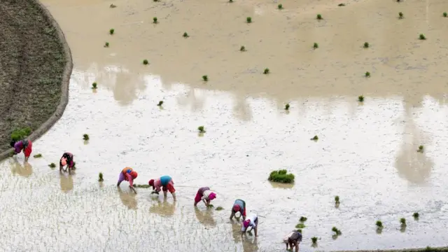 तराई क्षेत्रमा यो वर्ष अहिलेसम्म पर्याप्त वर्षा नहुँदा धान उत्पादन प्रभावित हुने चिन्ता बढेको छ