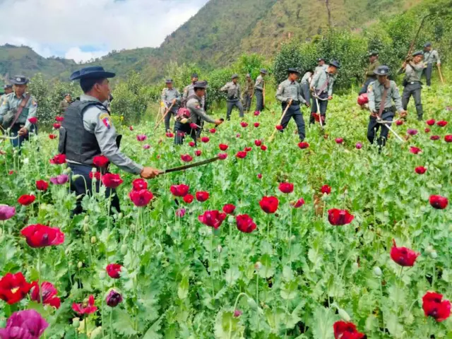 တောင်တန်းနောက်ခံနဲ့ အနီရောင်ဘိန်းပွင့်တွေ ပွင့်နေတဲ့ အခင်းထဲ တုတ်၊ ဓားနဲ့ မြက်ရိတ်စက်ကိုင် ပြီး အပင်တွေကို ခုတ်နေကြတဲ့ ရဲတွေ 