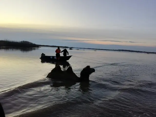 Акмоло обулусундагы төөлөрдү куткаруу учуру. 01.04.24