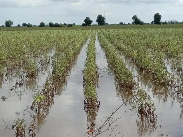 પાણીમાં ડૂબેલા ખેતરો