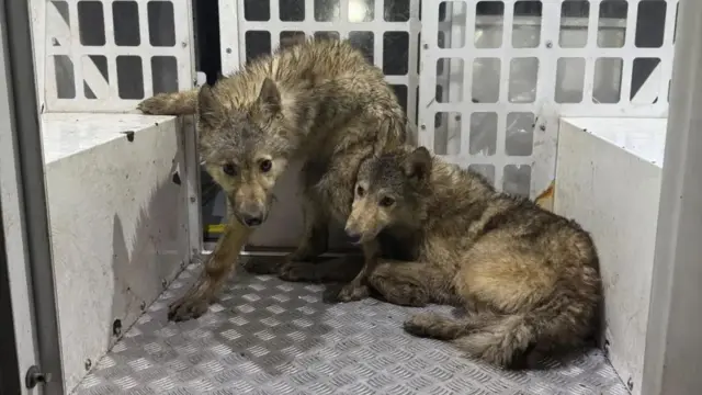 Dos perros con rasgos de lobo estaban sentados en la parte trasera de una camioneta con aspecto asustado.