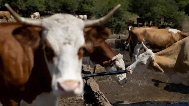 Krave na Suvoj planini