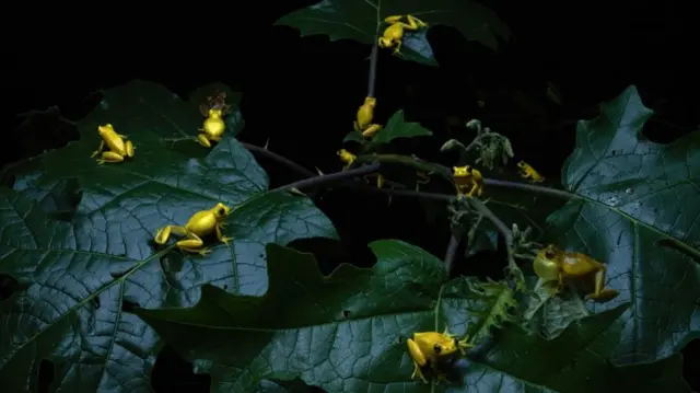 الاستعداد لتكاثر ضفادع الأشجار