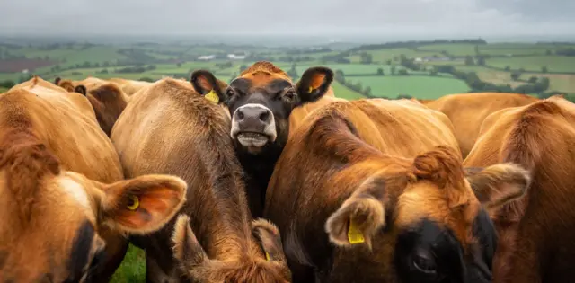 Krave u krdu na proplanku u krupnom planu