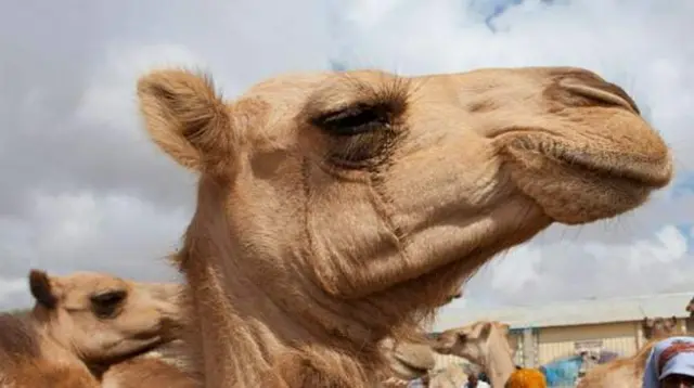 ኣብ ባህሊ ሶማሊ ኣግማል ክቡራት እየን